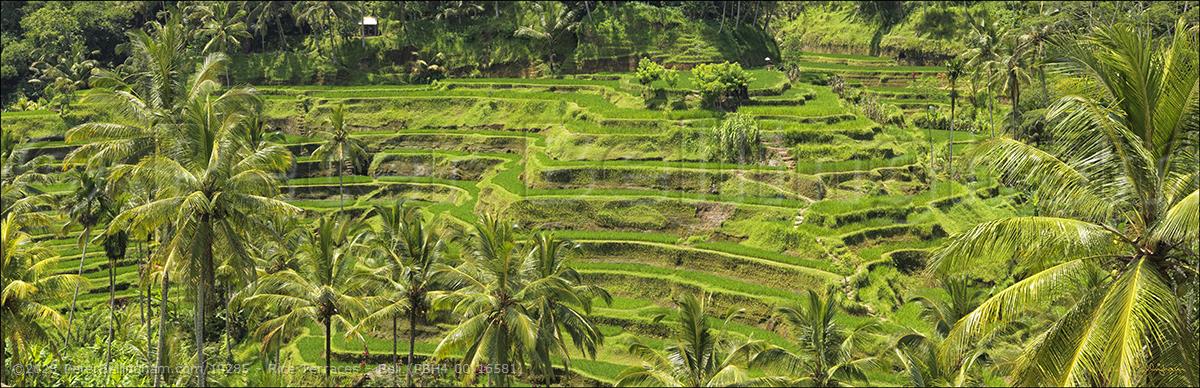 Peter Bellingham Photography Rice Terraces - Bali (PBH4 00 16581)